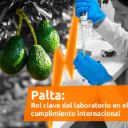 Clave del laboratorio en cultivo de palta